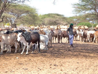 Cattles breeding in Daadab